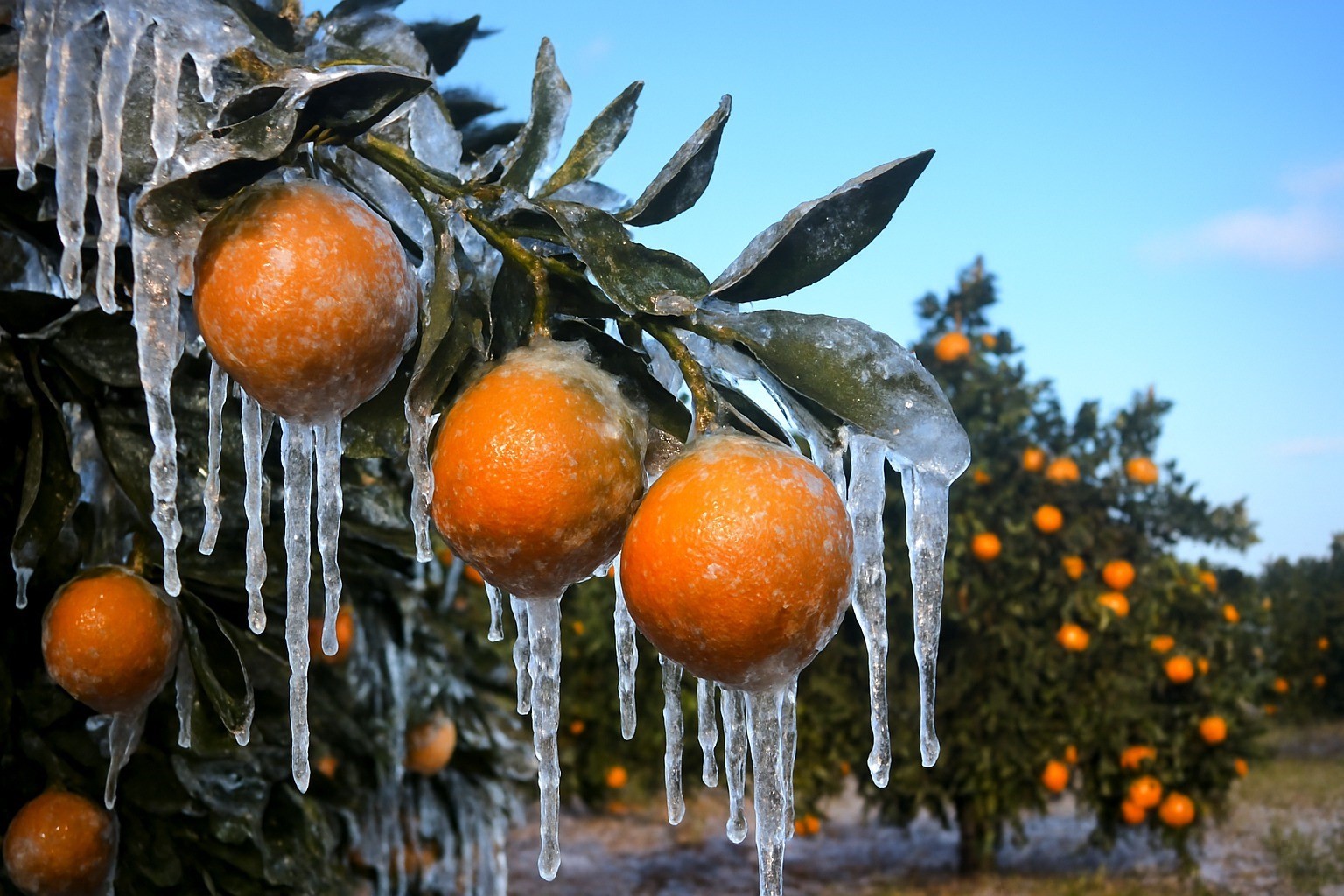 Adana için zirai don alarmı: Gece sıcaklık sıfırın altına düşecek
