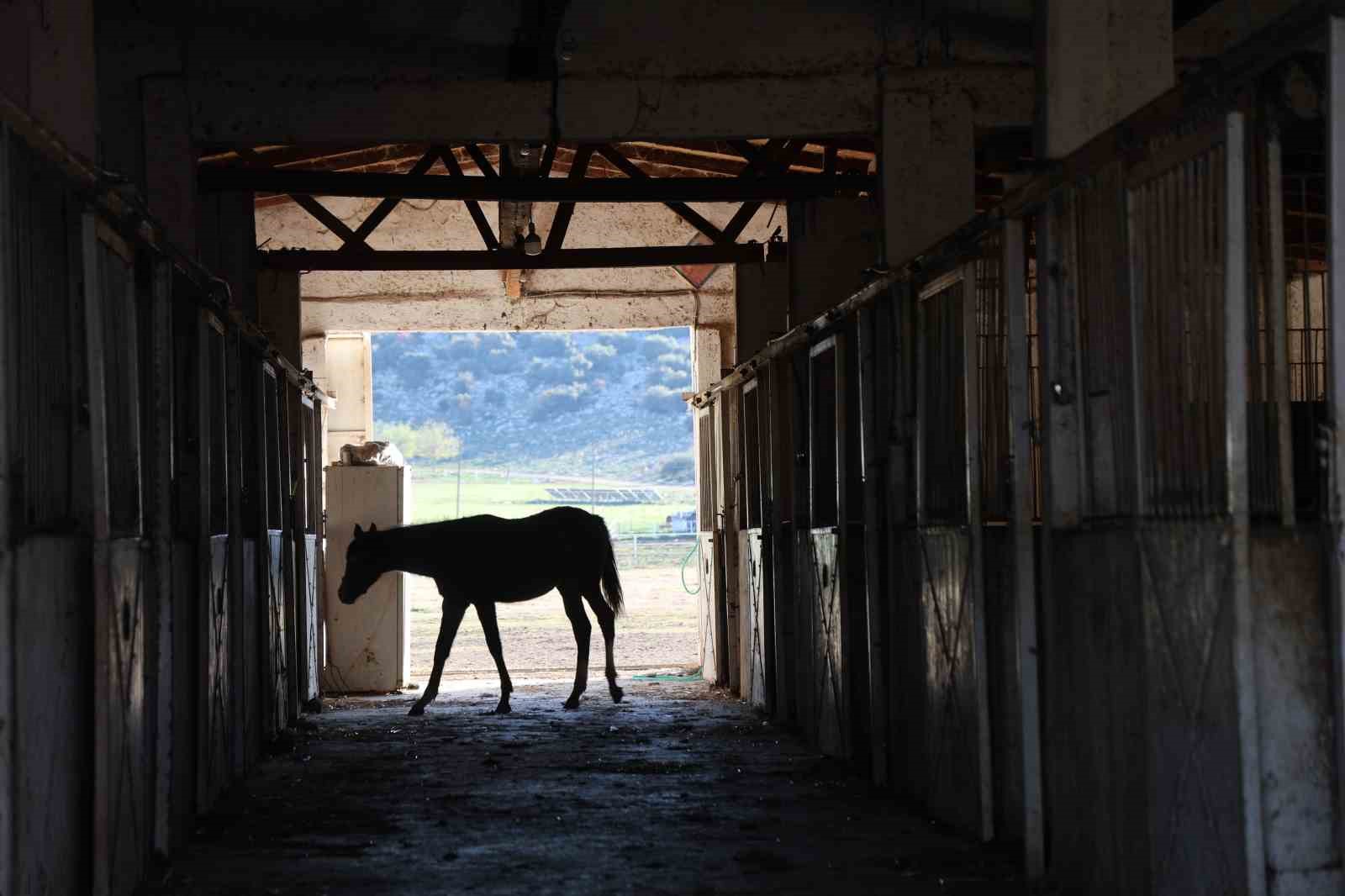 Adana milyonluk İngiliz ve Arap atlarının yetişme alanı oldu
