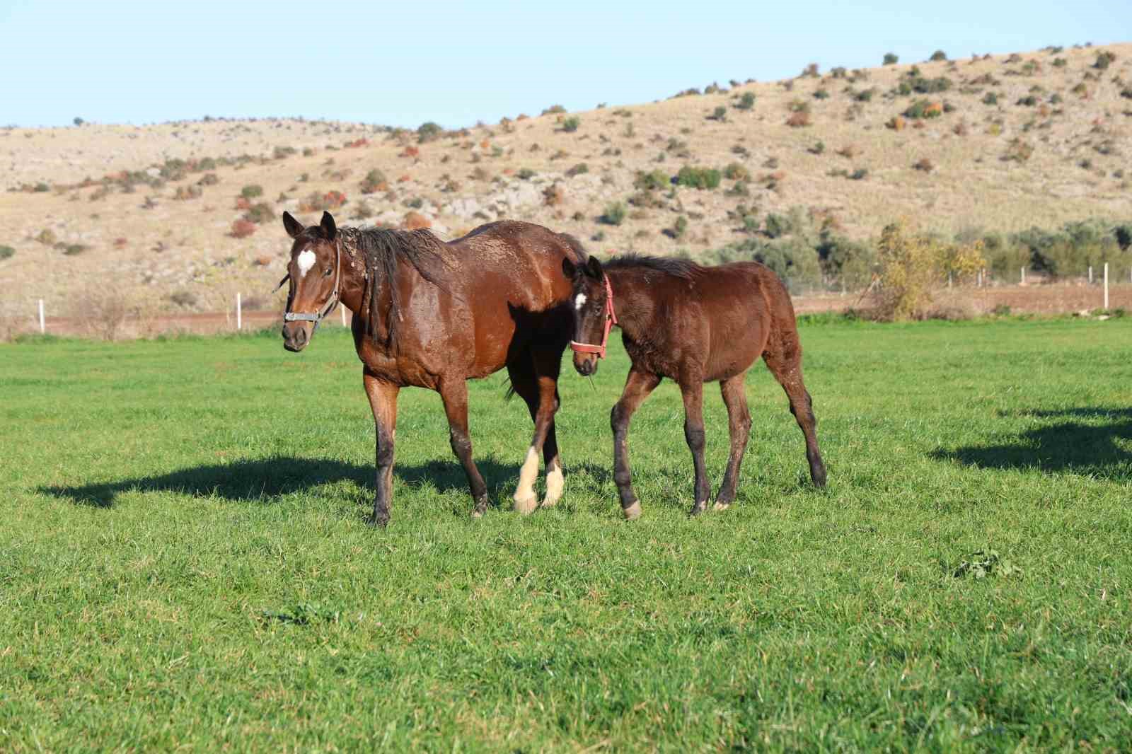 Adana milyonluk İngiliz ve Arap atlarının yetişme alanı oldu
