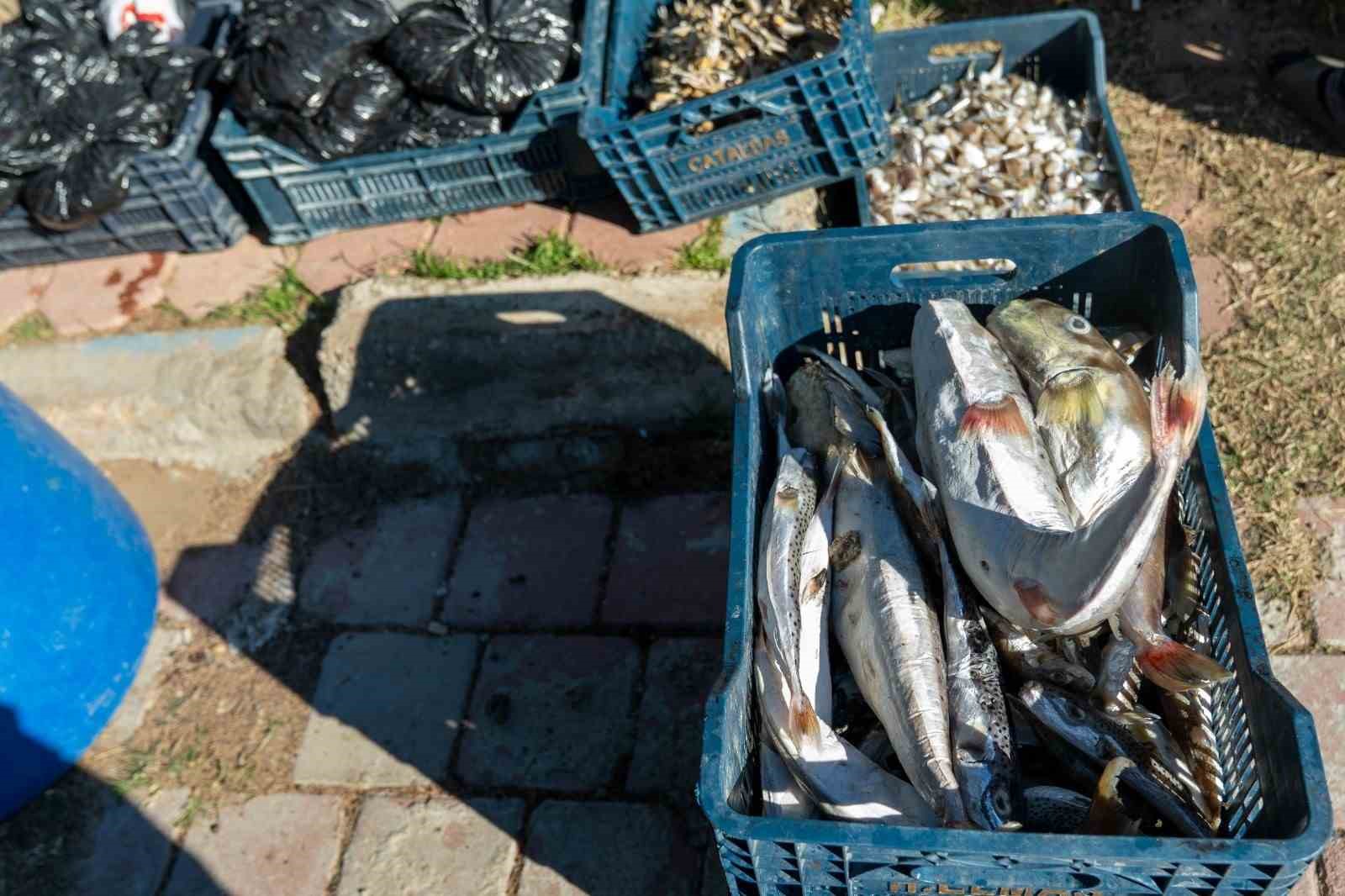 Adana’da 4 günde 128 bin balon balığı toplandı
Adana’da 4 günde 128 bin balon balığı toplandı