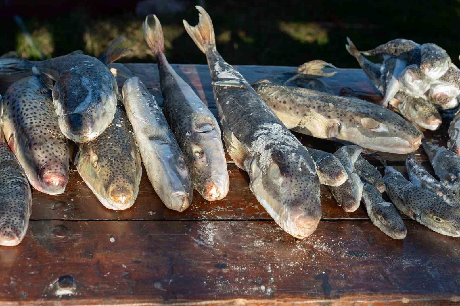 Adana’da 4 günde 128 bin balon balığı toplandı
Adana’da 4 günde 128 bin balon balığı toplandı