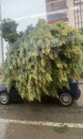 Adana’da fırtına ağaçları yerinden söktü
