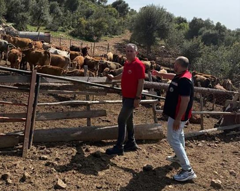 Adana’da "Güney Sarısı" bereketi: Yerli ırk üreticinin yüzünü güldürüyor
