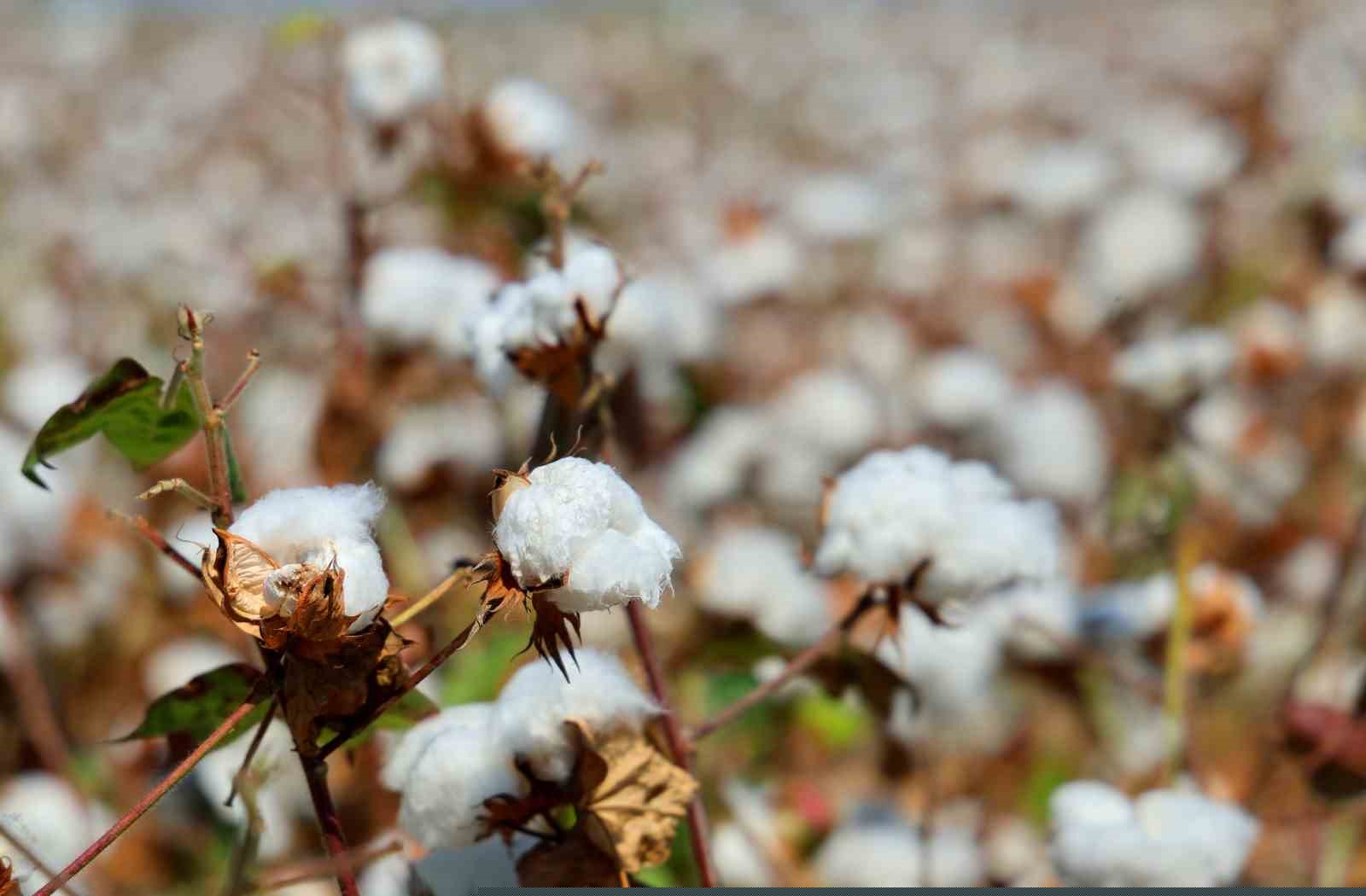 Adana’da pamukta ’pembekurt’ zararlısına karşı uyarı
