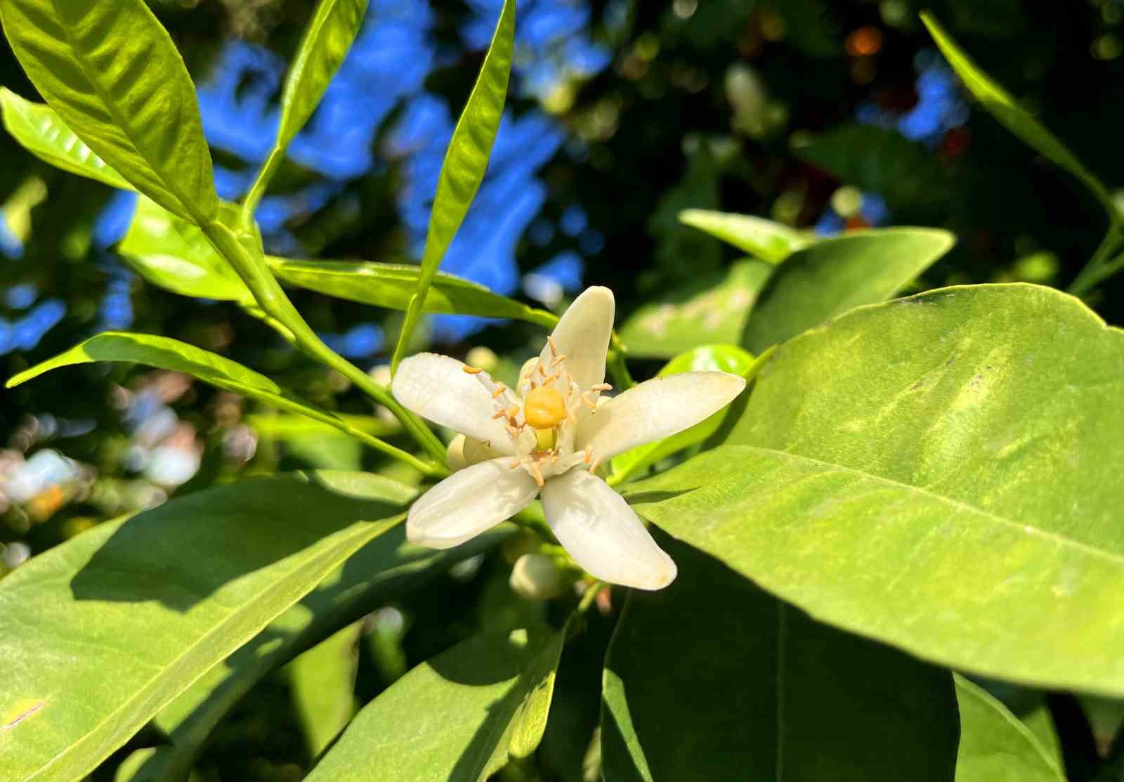Adana’da portakal çiçeği kokusu kenti sardı
