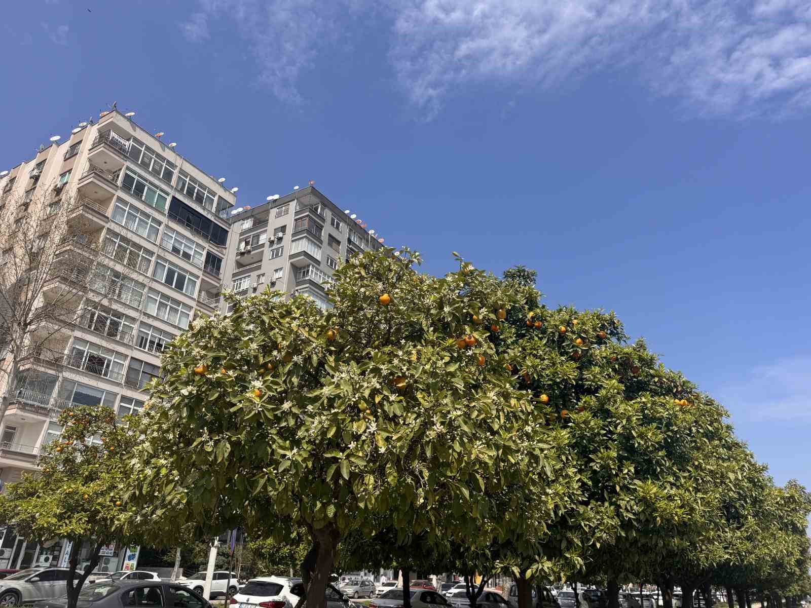Adana’da portakal çiçeği kokusu kenti sardı

