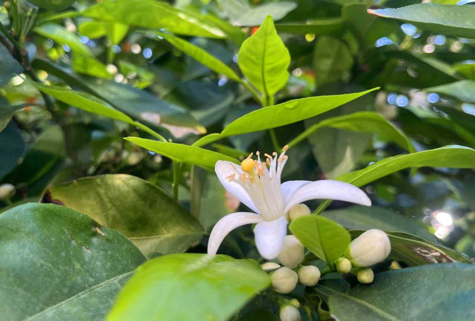 Adana’da portakal çiçeği kokusu kenti sardı
