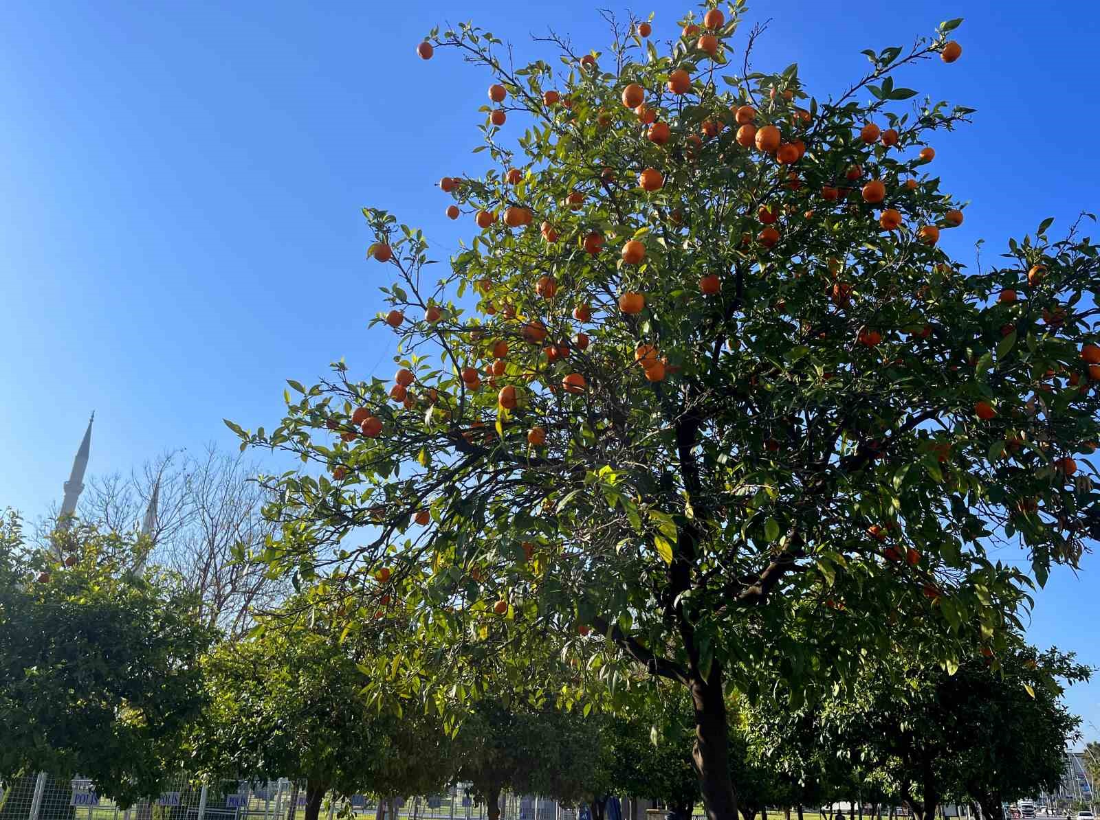 Adana’da portakal çiçeği kokusu kenti sardı
