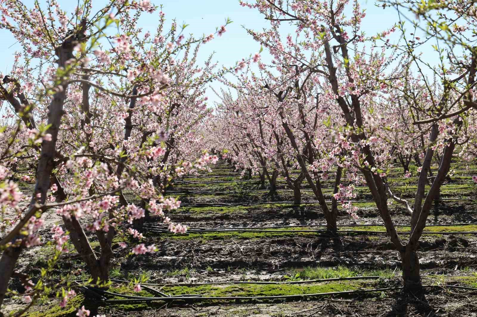 Adana’da şeftali ağaçları çiçek açtı
