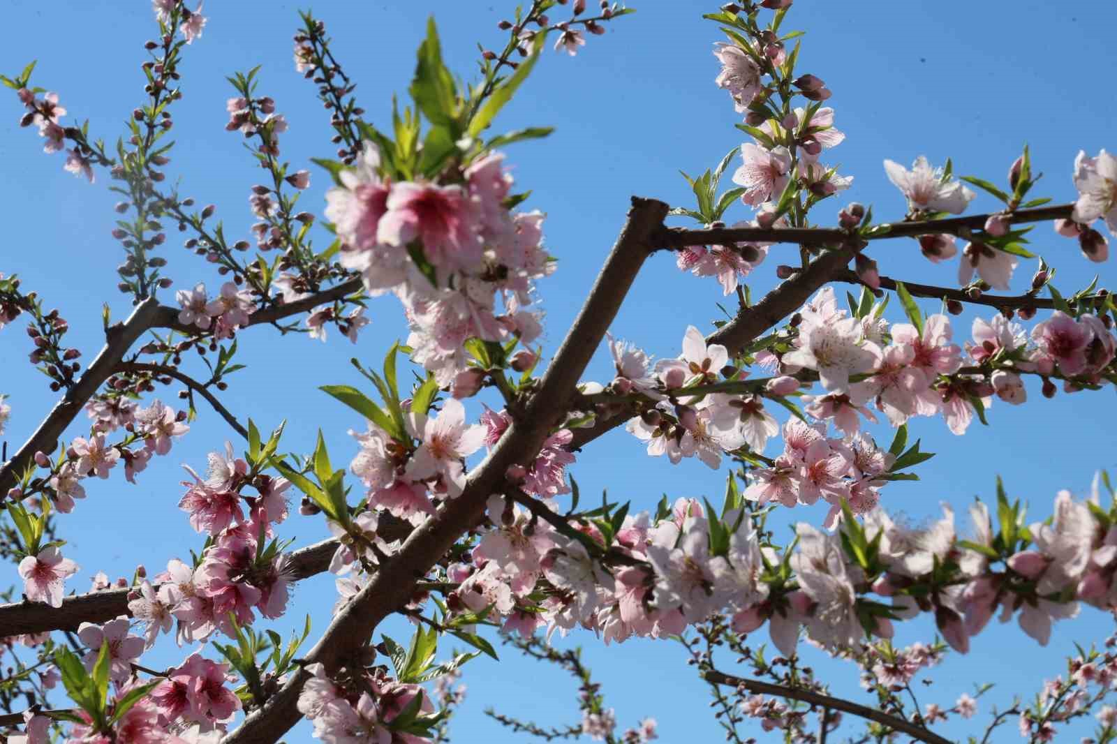 Adana’da şeftali ağaçları çiçek açtı
