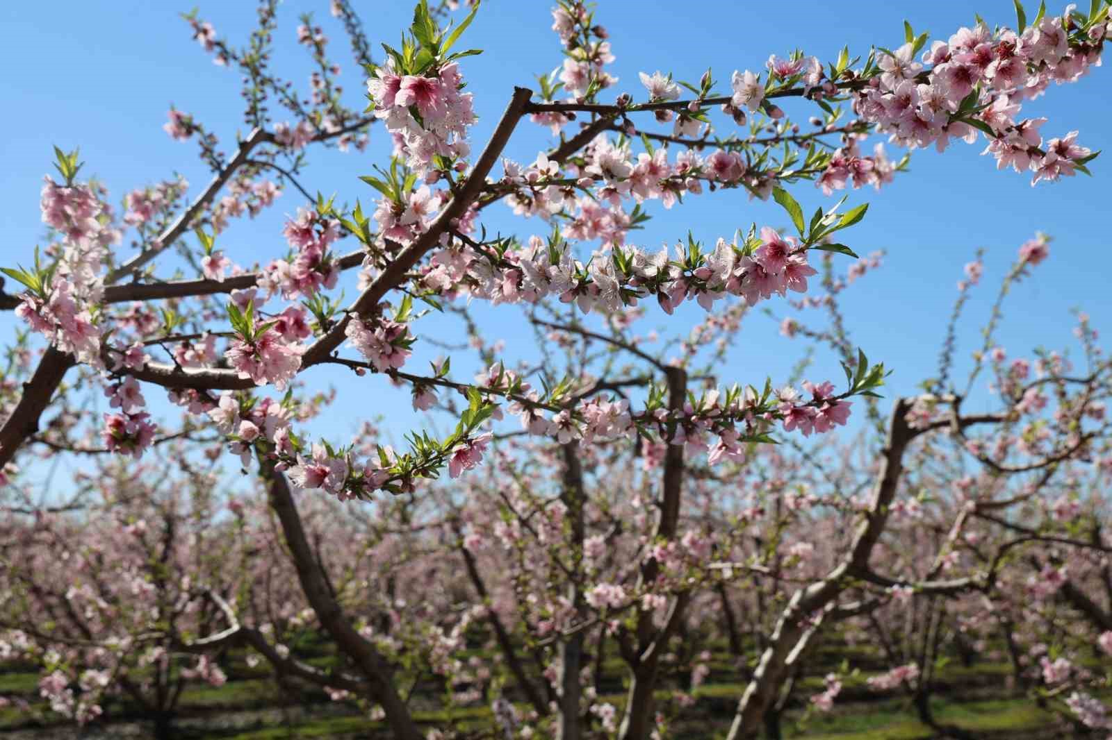 Adana’da şeftali ağaçları çiçek açtı
