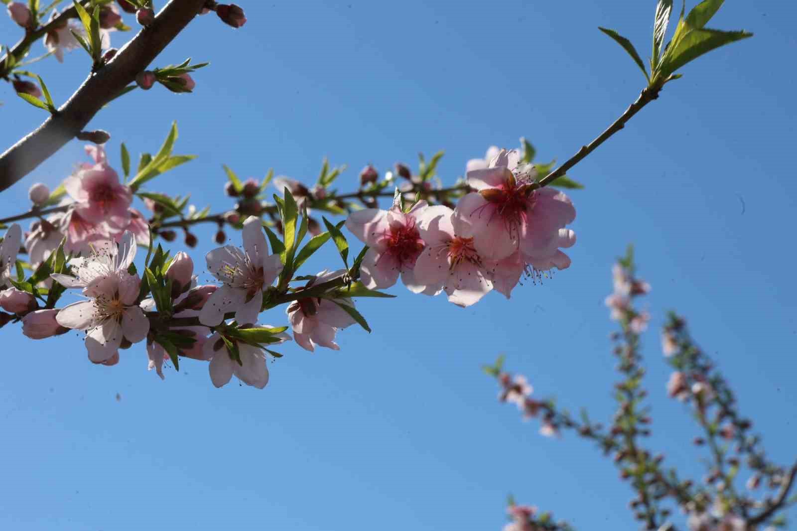 Adana’da şeftali ağaçları çiçek açtı
