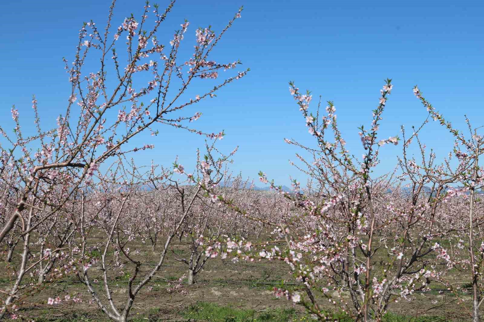Adana’da şeftali ağaçları çiçek açtı
