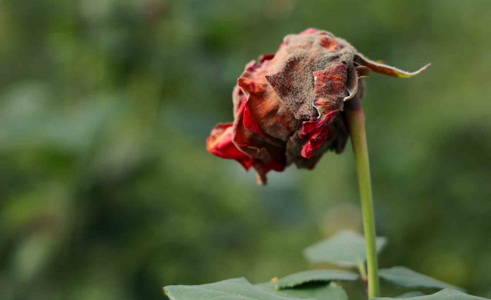 Adana’da sevgililerin gülleri dalında kurudu
