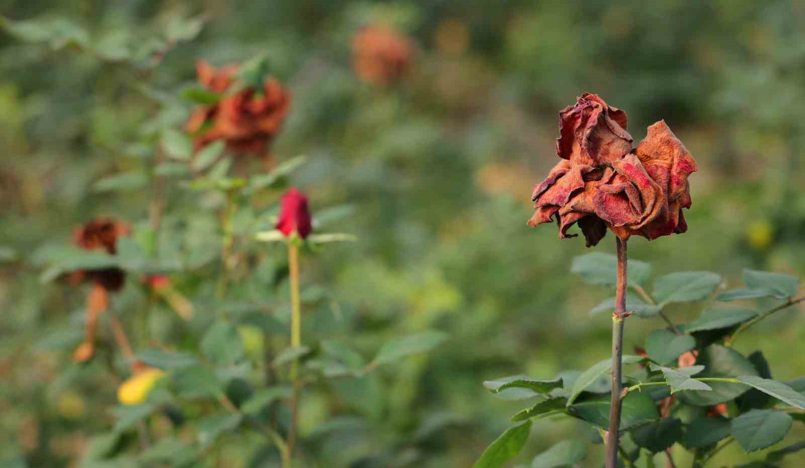 Adana’da sevgililerin gülleri dalında kurudu
