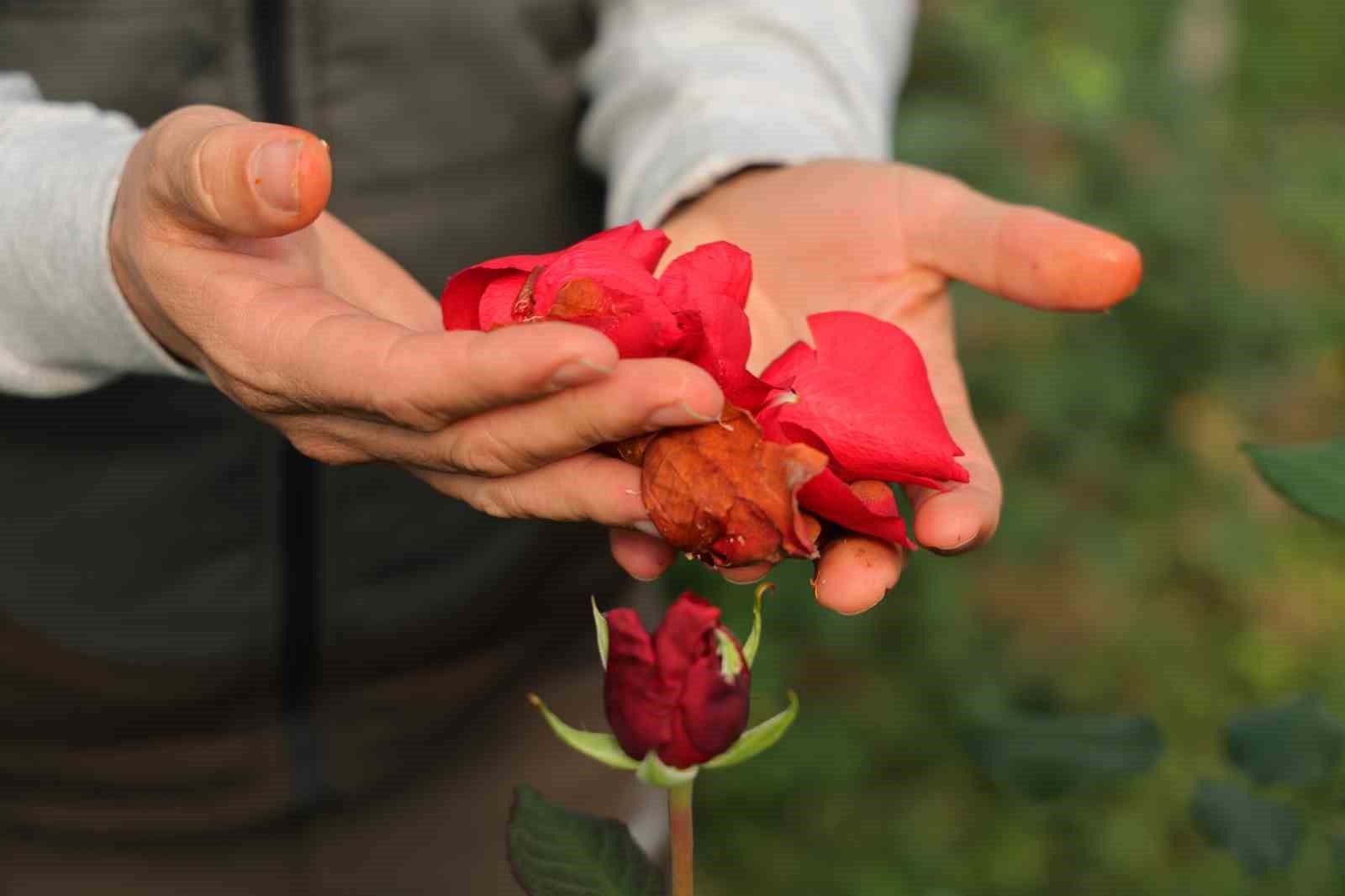Adana’da sevgililerin gülleri dalında kurudu
