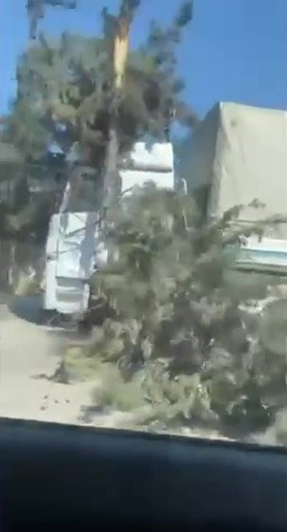 Adana’da şiddetli rüzgar ağaçları devirdi
