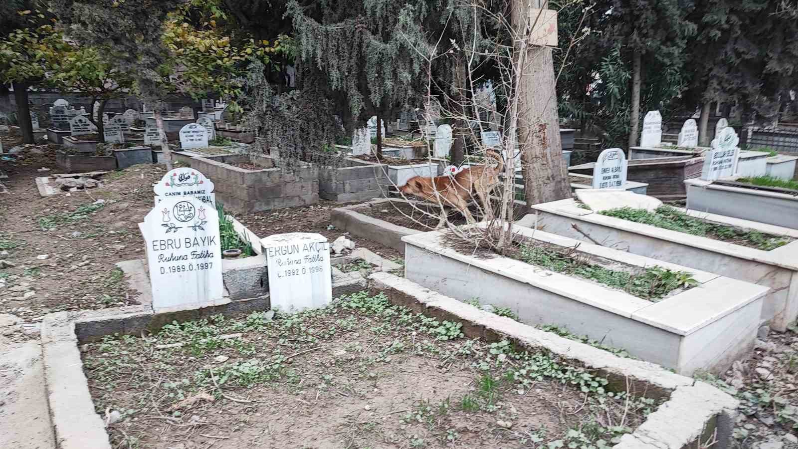 Adana’da sokak köpeği endişesi
