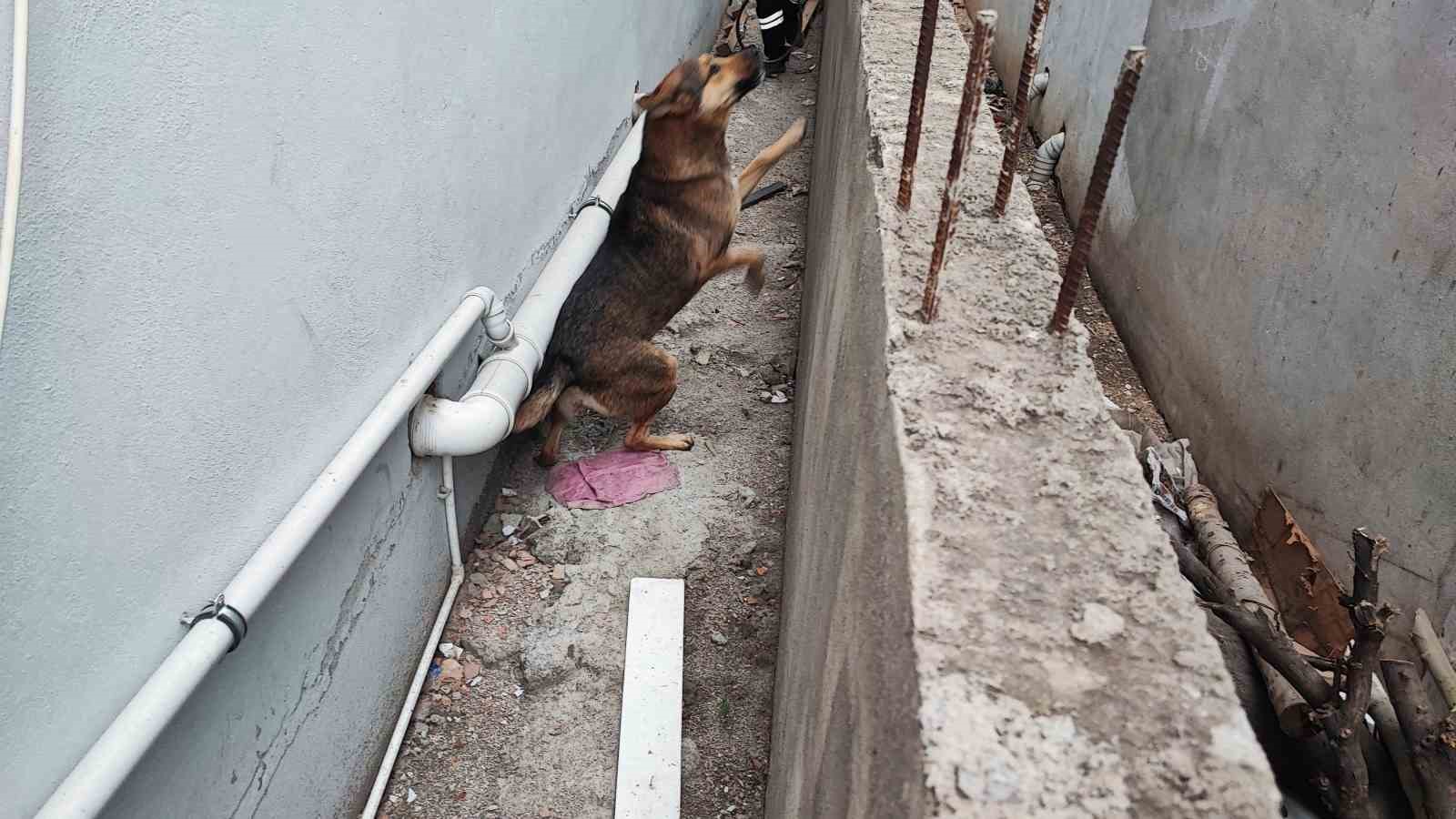 Adana’da sokak köpeği endişesi
