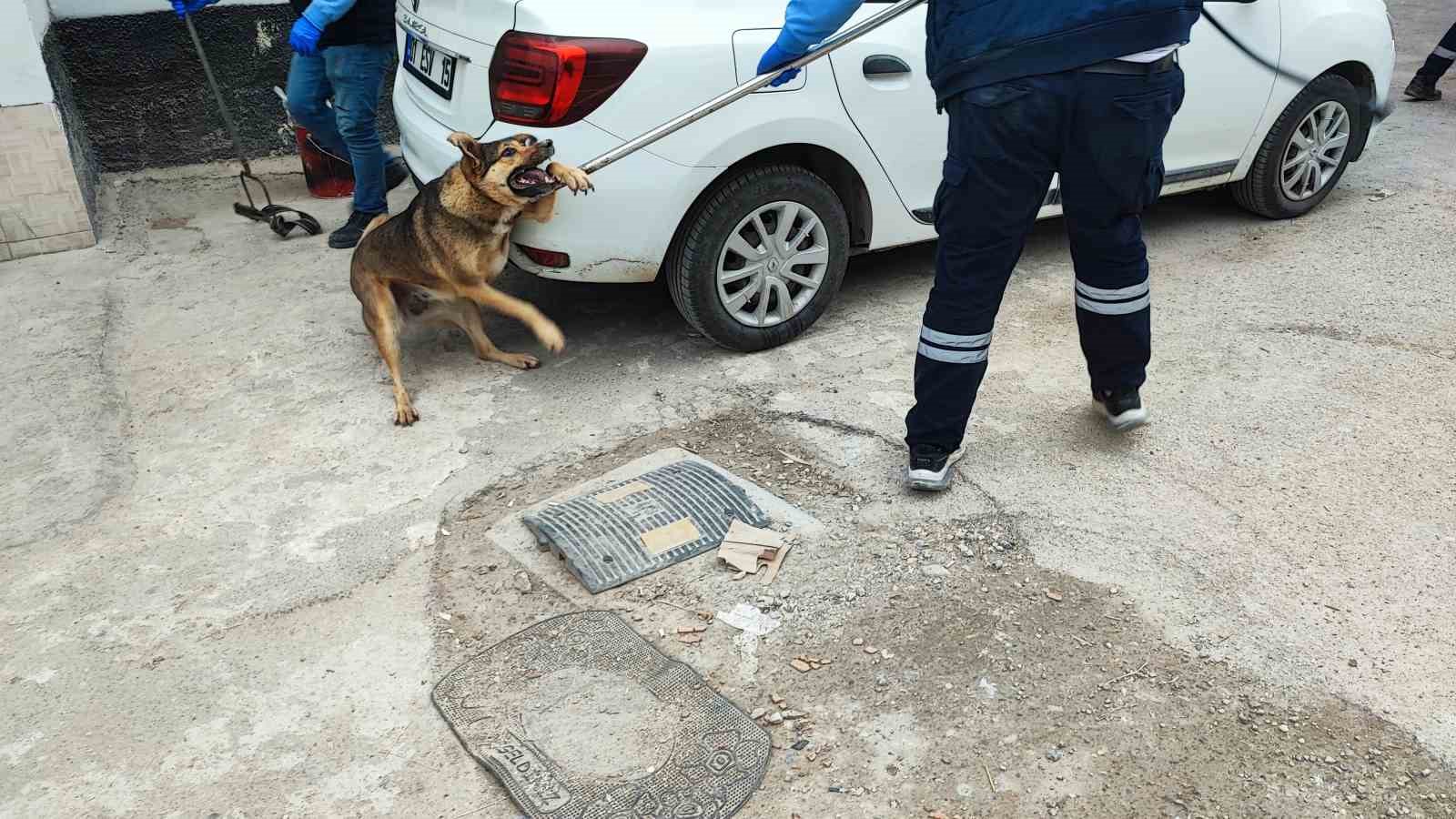 Adana’da sokak köpeği endişesi
