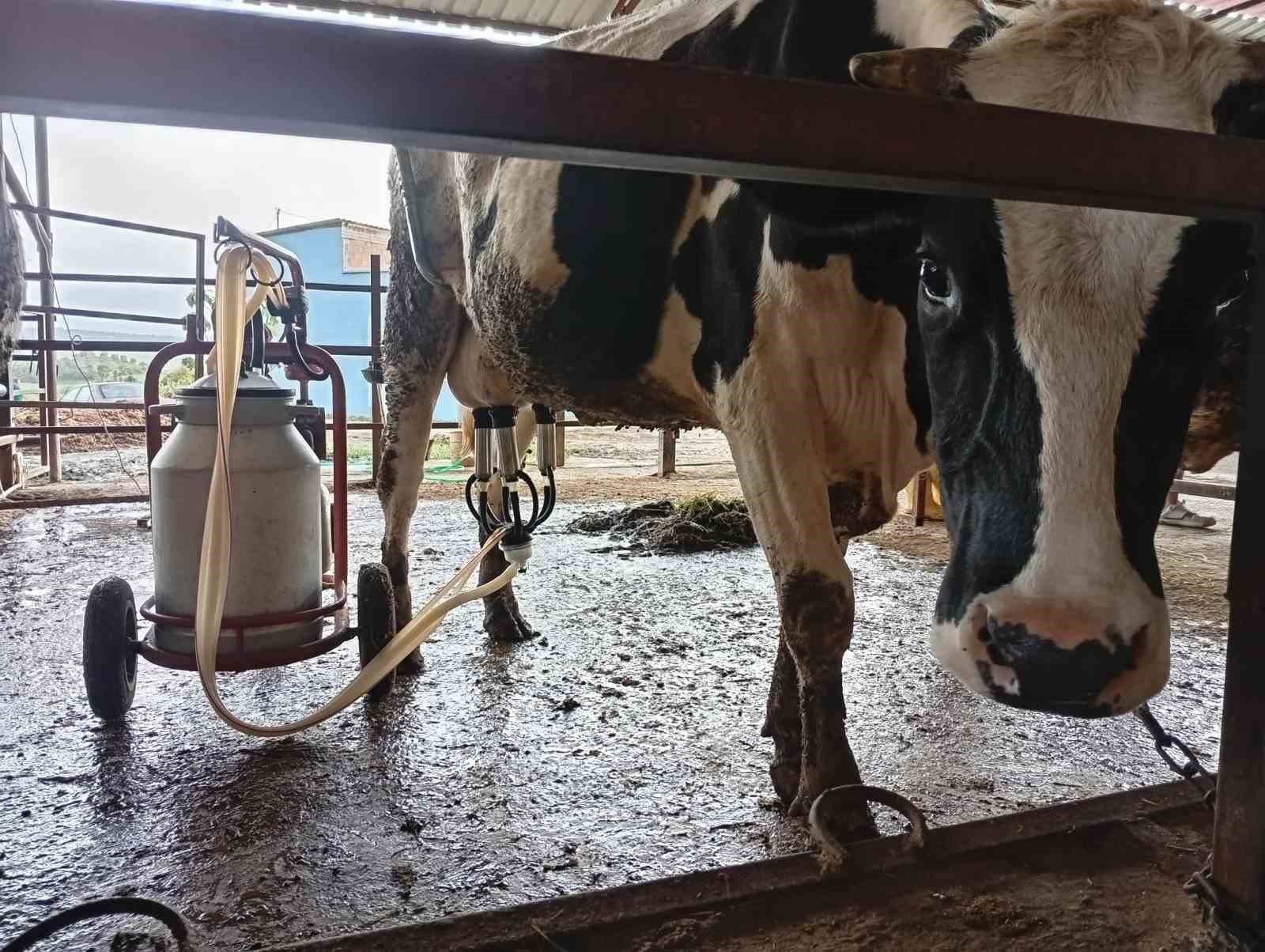 Adanalı üreticiden süt verimi için ilginç yöntem
