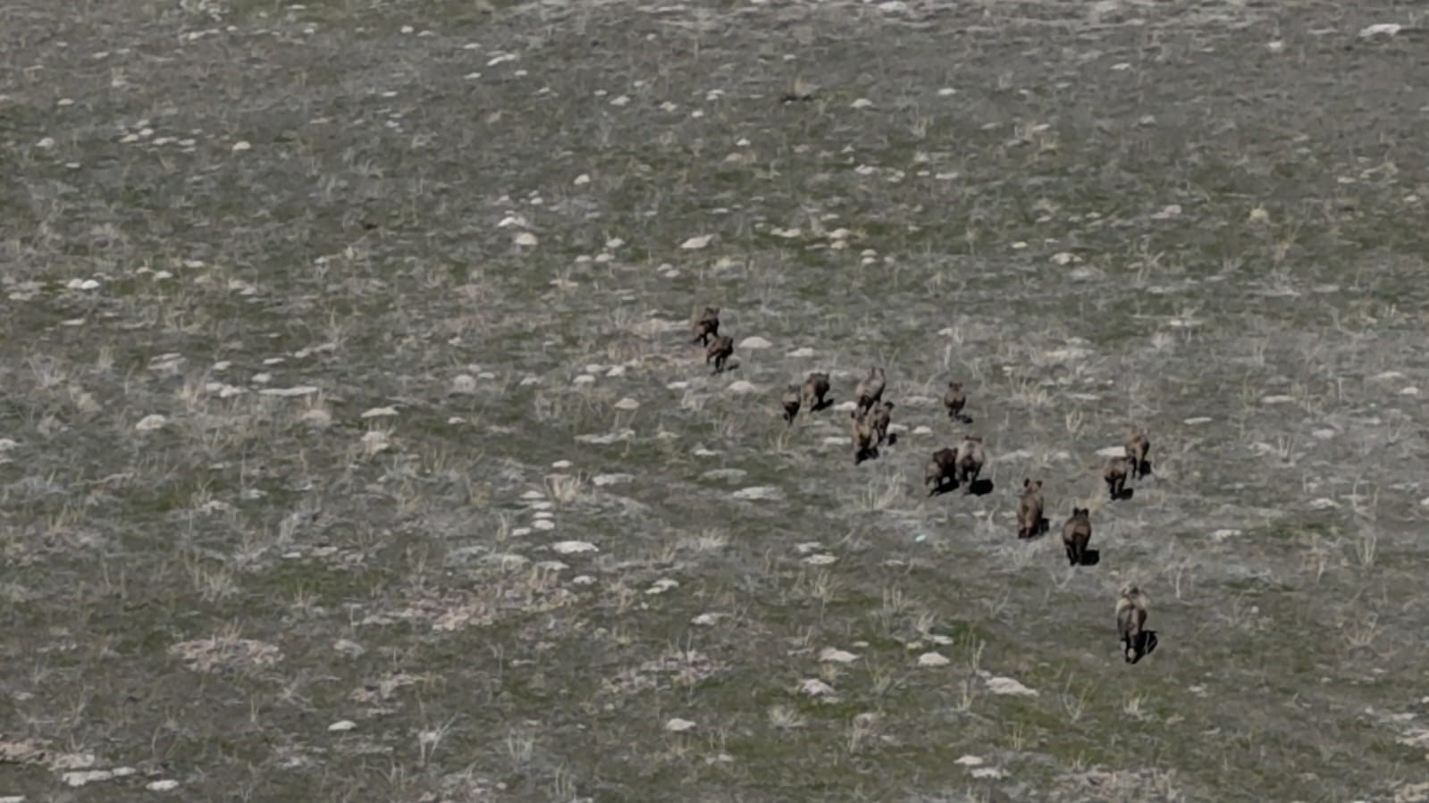 Adilcevaz’da domuzlar çiftçileri bezdirdi

