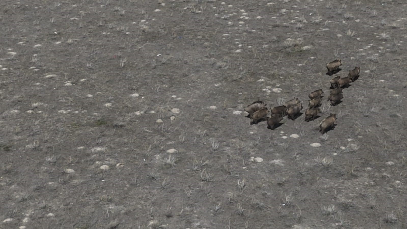 Adilcevaz’da domuzlar çiftçileri bezdirdi
