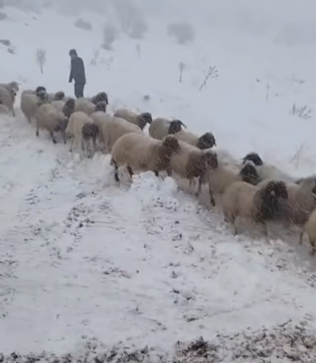 Adıyaman’da dağda mahsur kalan iki çoban ve 800 küçükbaş hayvan kurtarıldı
