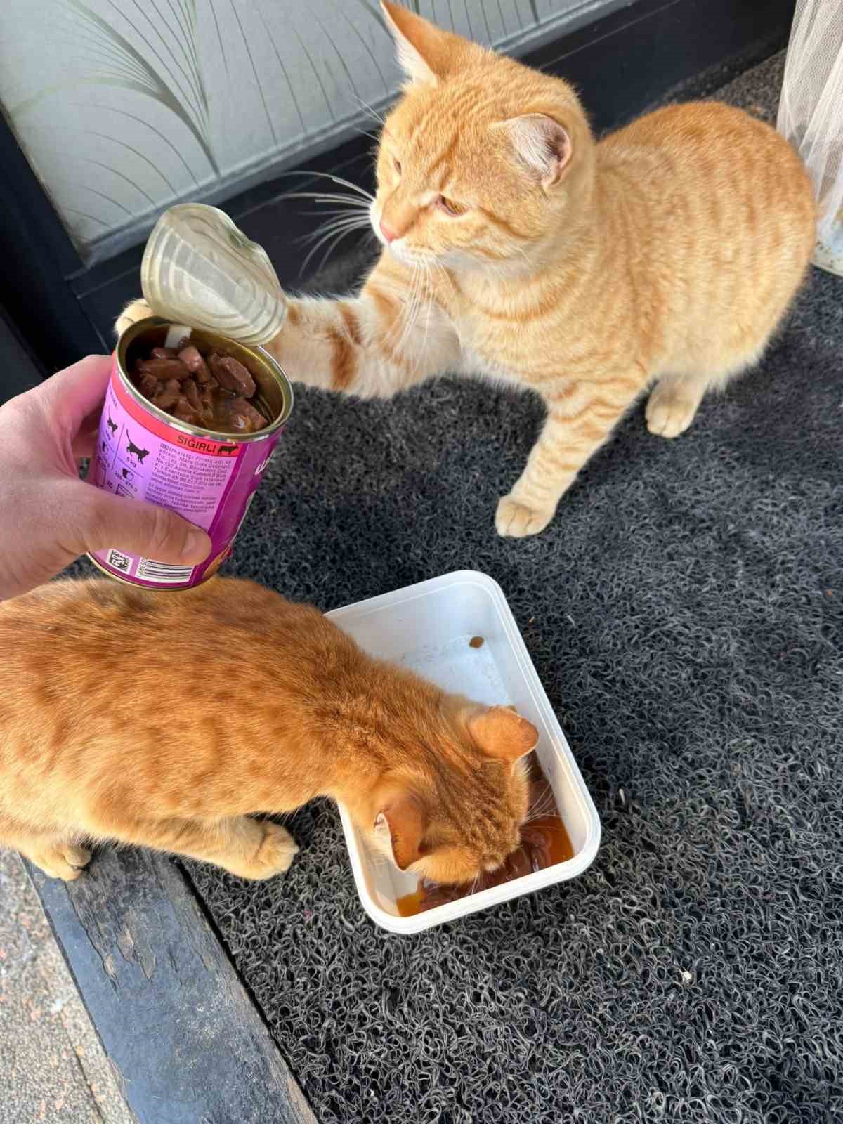 Adıyamanlılar sokak hayvanlarını unutmadı
