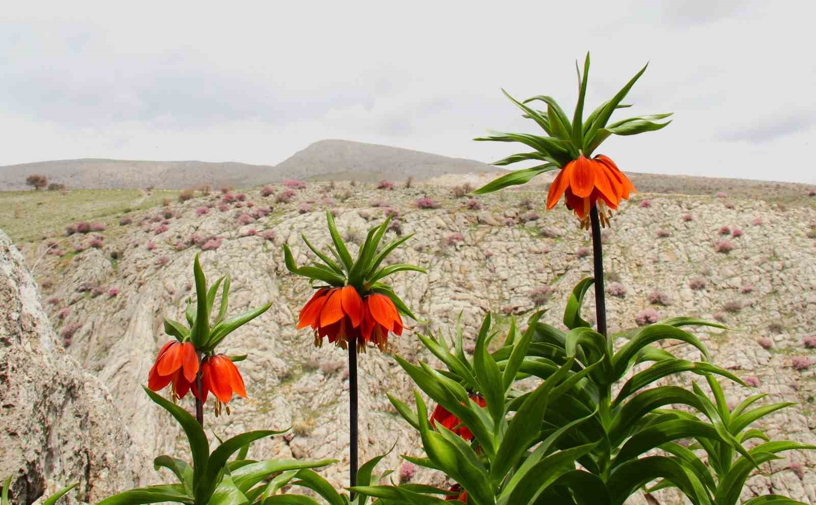 Afşin’de ters laleler açtı: Koparana 700 bin TL ceza
