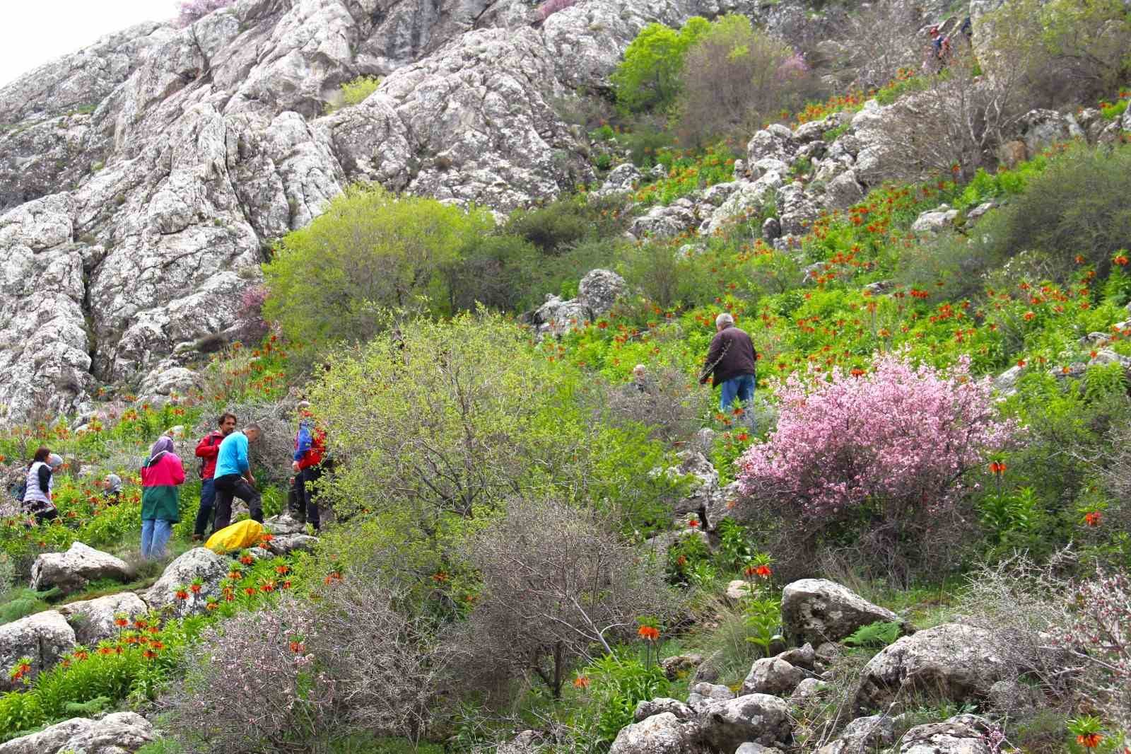 Afşin’de ters laleler açtı: Koparana 700 bin TL ceza
