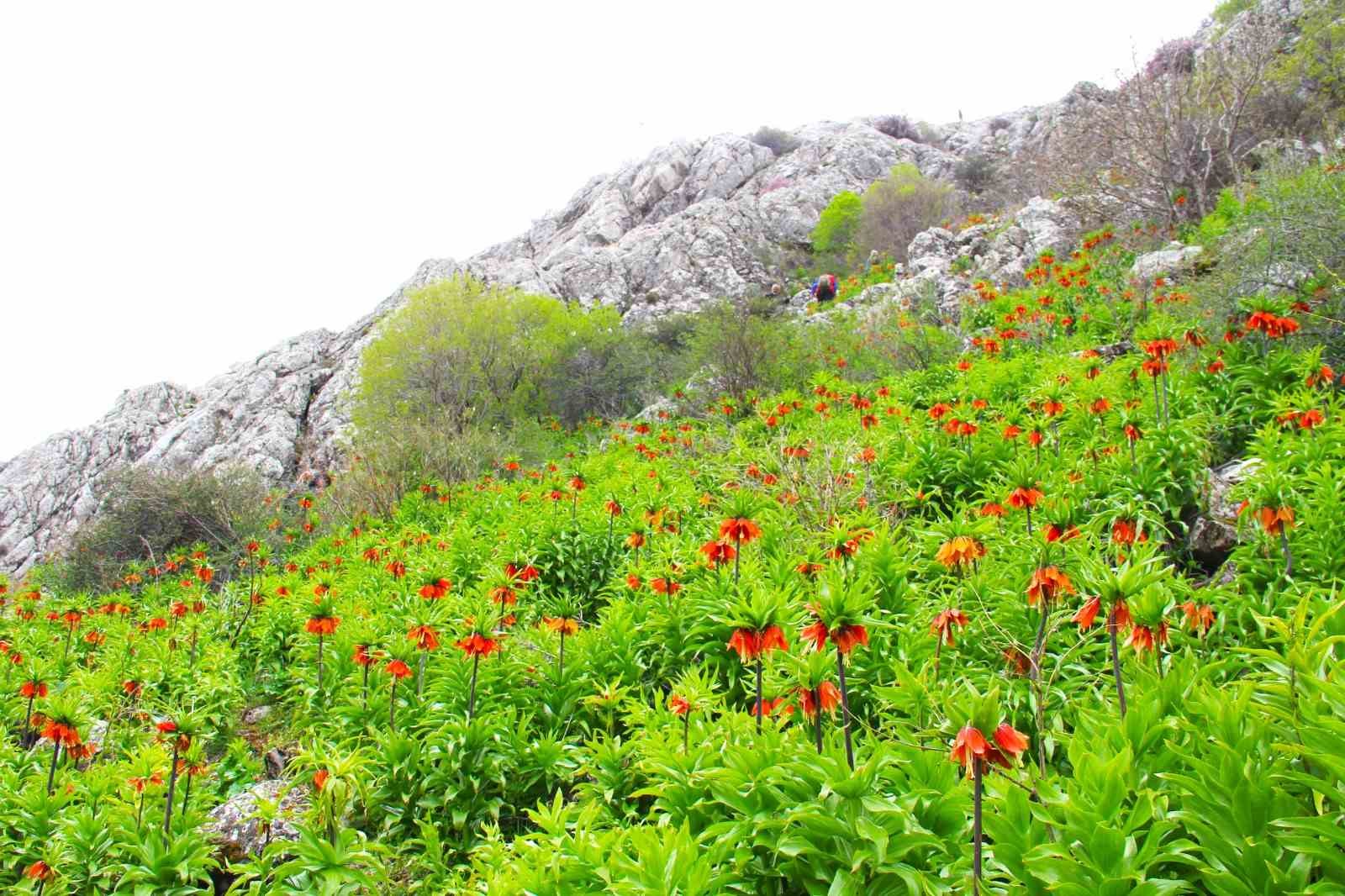 Afşin’de ters laleler açtı: Koparana 700 bin TL ceza
