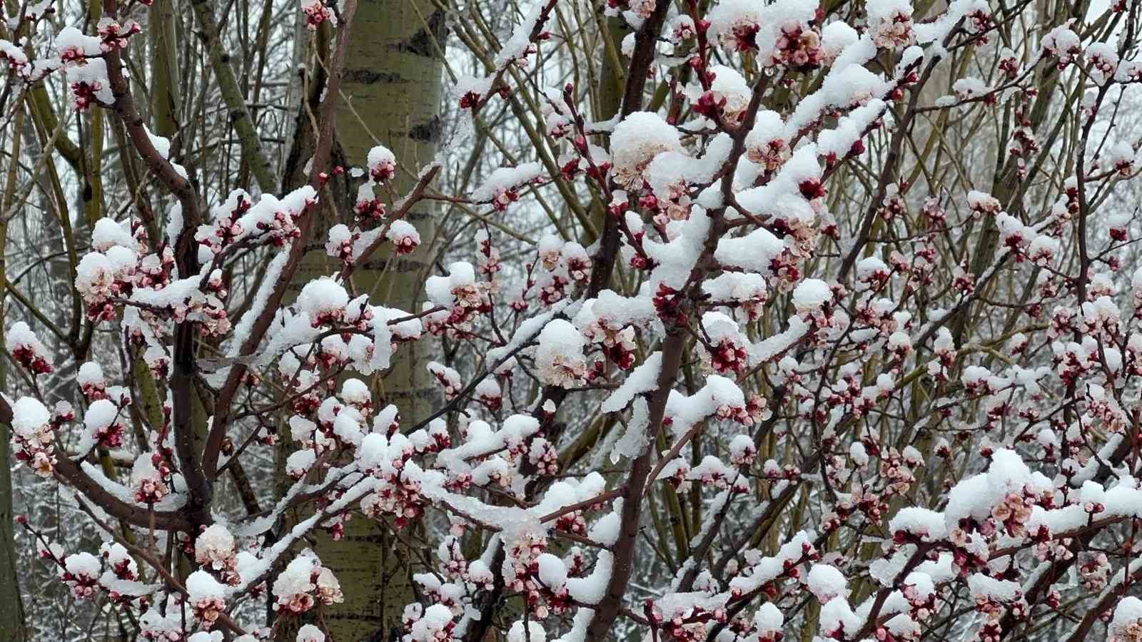 Afyonkarahisar ve Kütahya’da badem ve kayısı çiçekleri karla kaplandı
