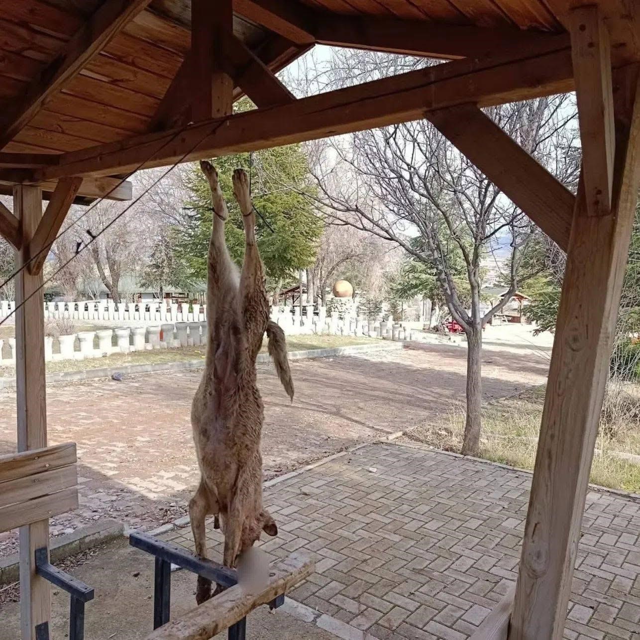 Afyonkarahisar’da öldürülen köpekle ilgili çok yönlü soruşturma
