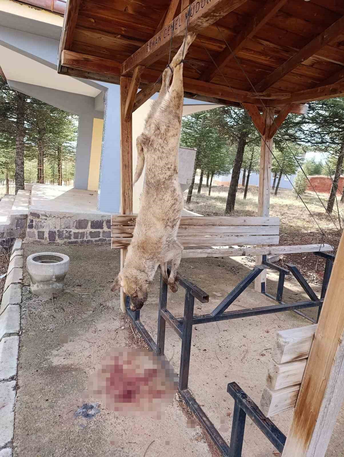 Afyonkarahisar’da öldürülen köpekle ilgili çok yönlü soruşturma
