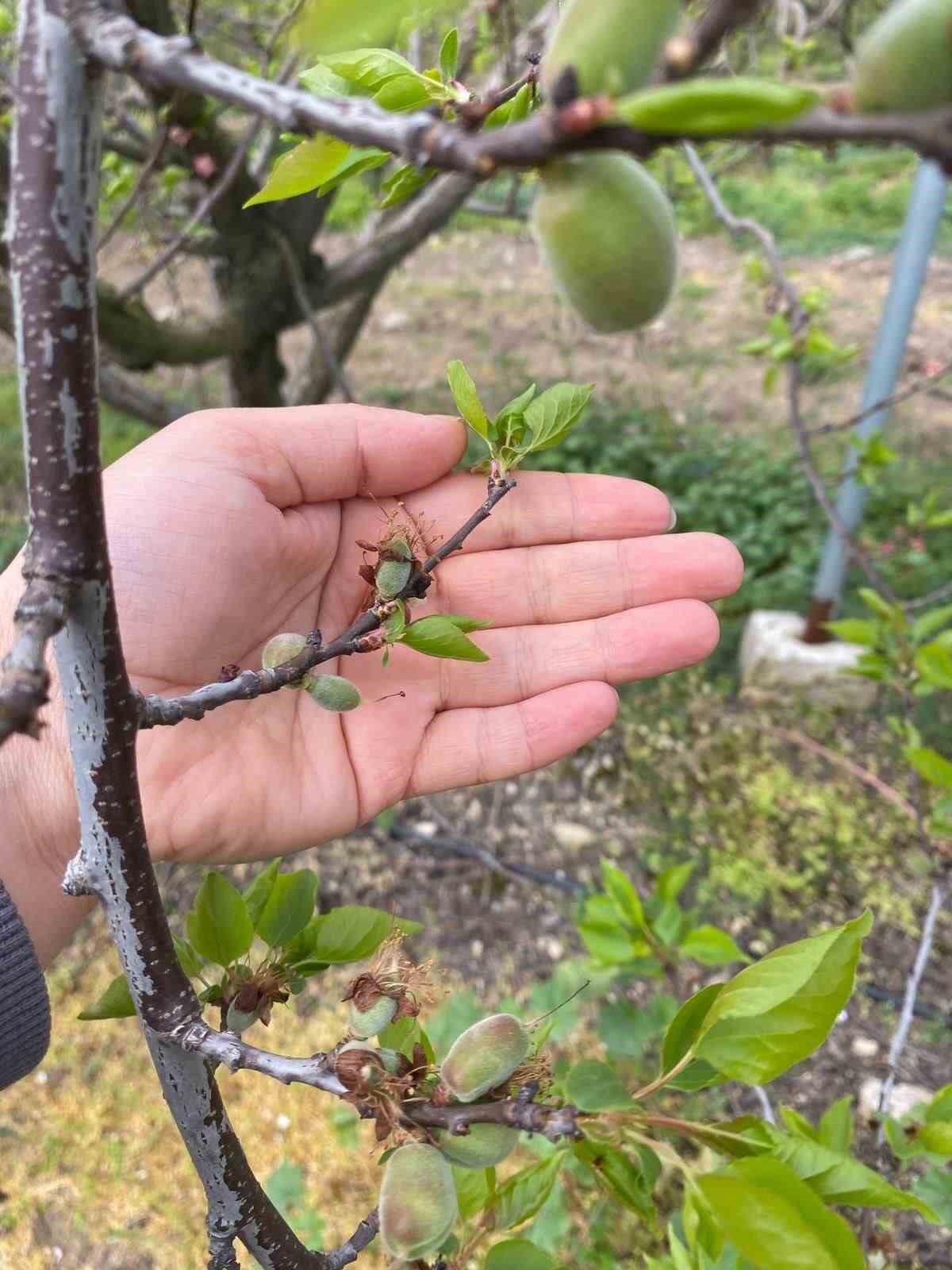 Ağaçlar çiçek açtı, bahçelerde meyve tutumu takibi yapıldı
