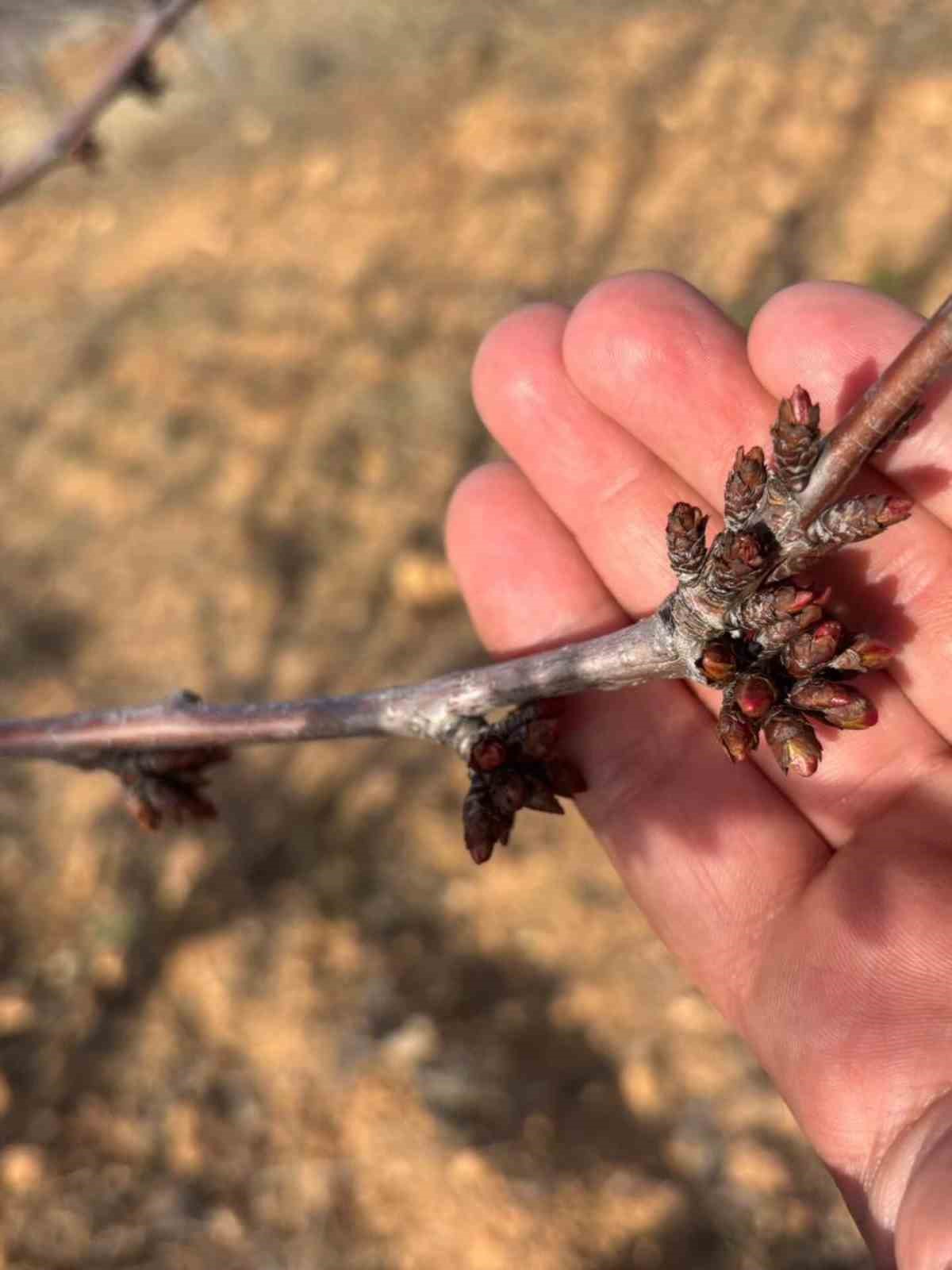 Ağaçlar çiçek açtı, bahçelerde meyve tutumu takibi yapıldı
