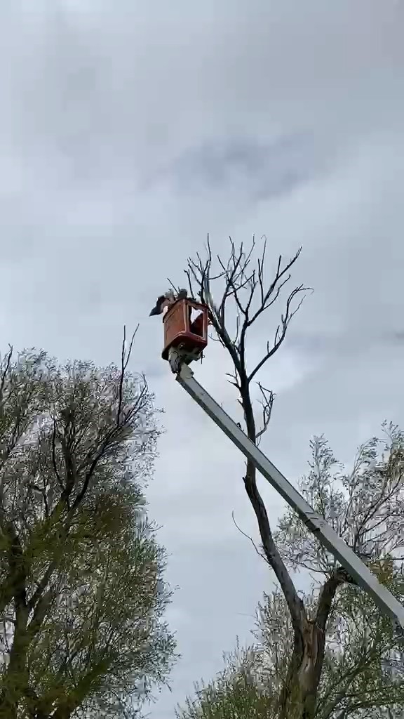 Ağaçta asılı kalan leylek kurtarıldı
