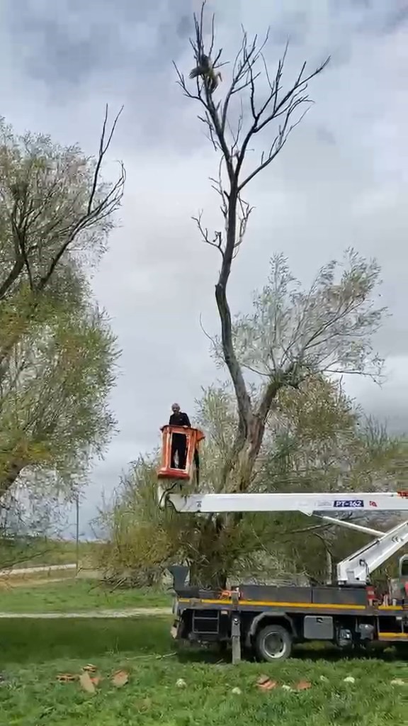 Ağaçta asılı kalan leylek kurtarıldı
