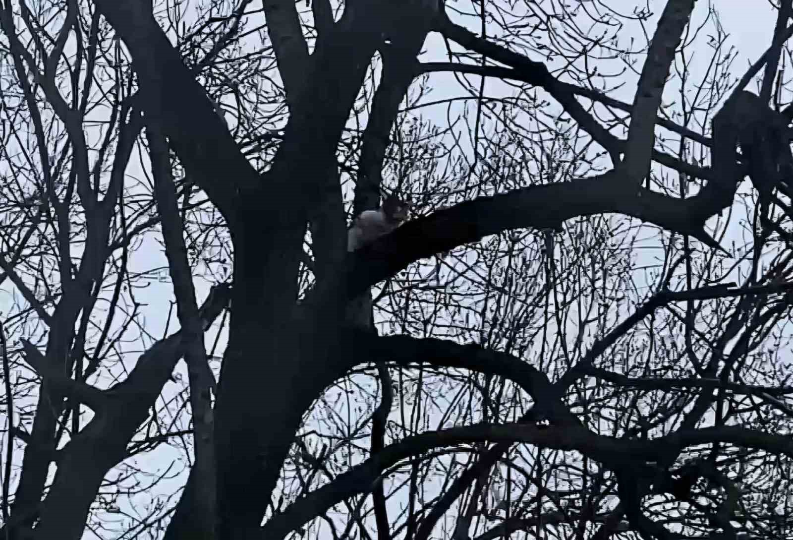 Ağaçta mahsur kalan kedi bir haftadır kurtarılmayı bekliyor
