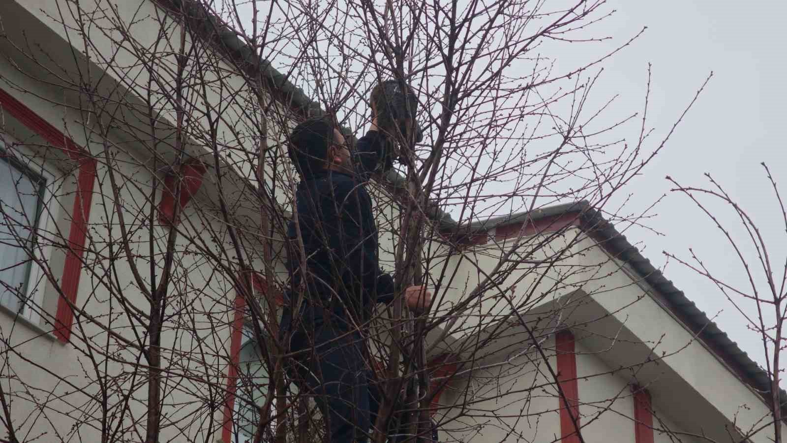 Ağaçta mahsur kalan kediye zabıtadan kurtarma operasyonu
