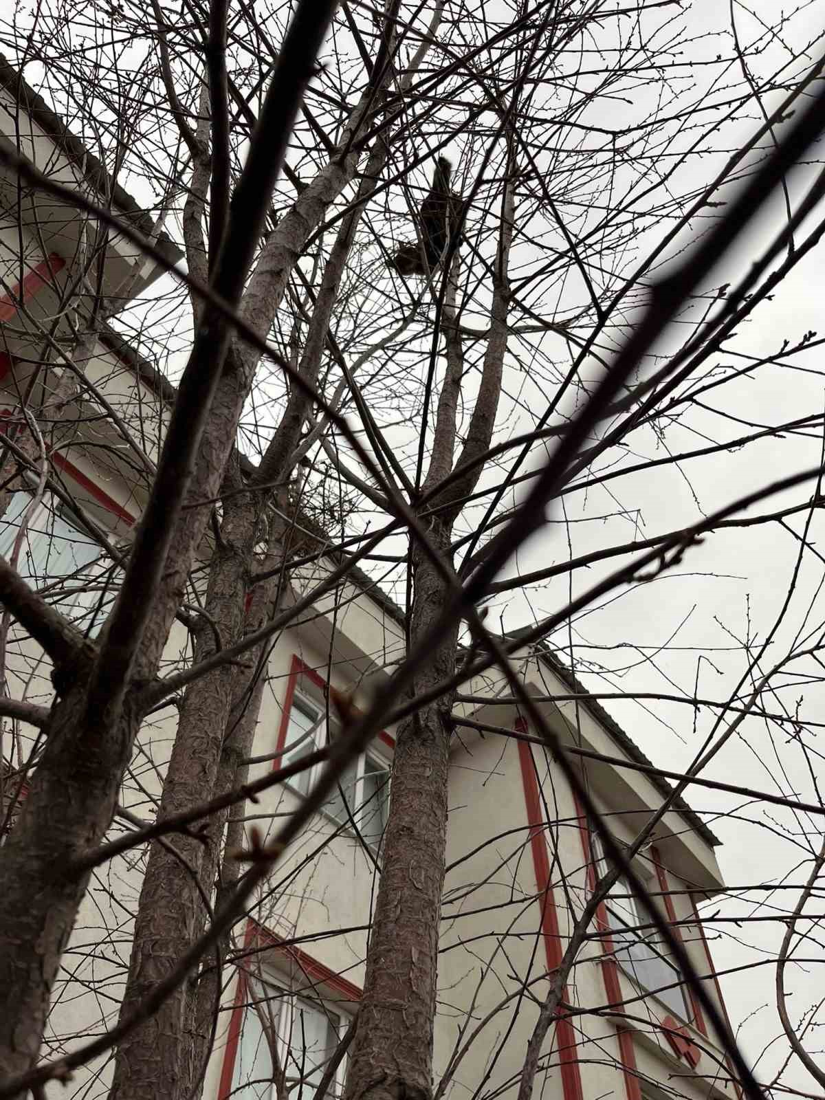 Ağaçta mahsur kalan kediye zabıtadan kurtarma operasyonu
