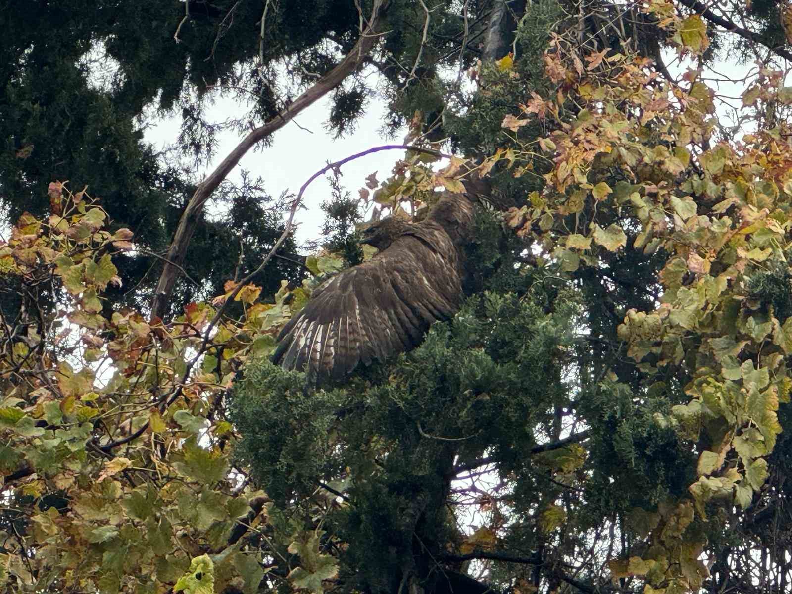 Ağaçta mahsur kalan şahini itfaiye kurtardı
