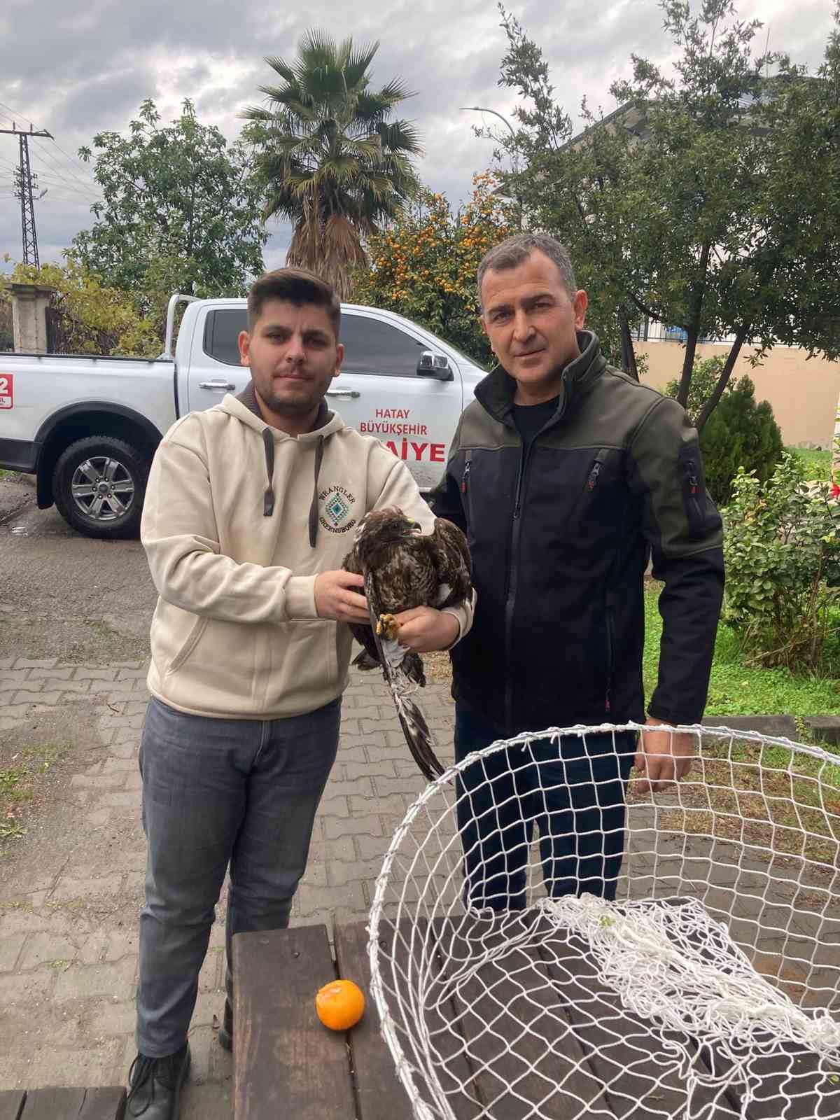 Ağaçta mahsur kalan şahini itfaiye kurtardı
