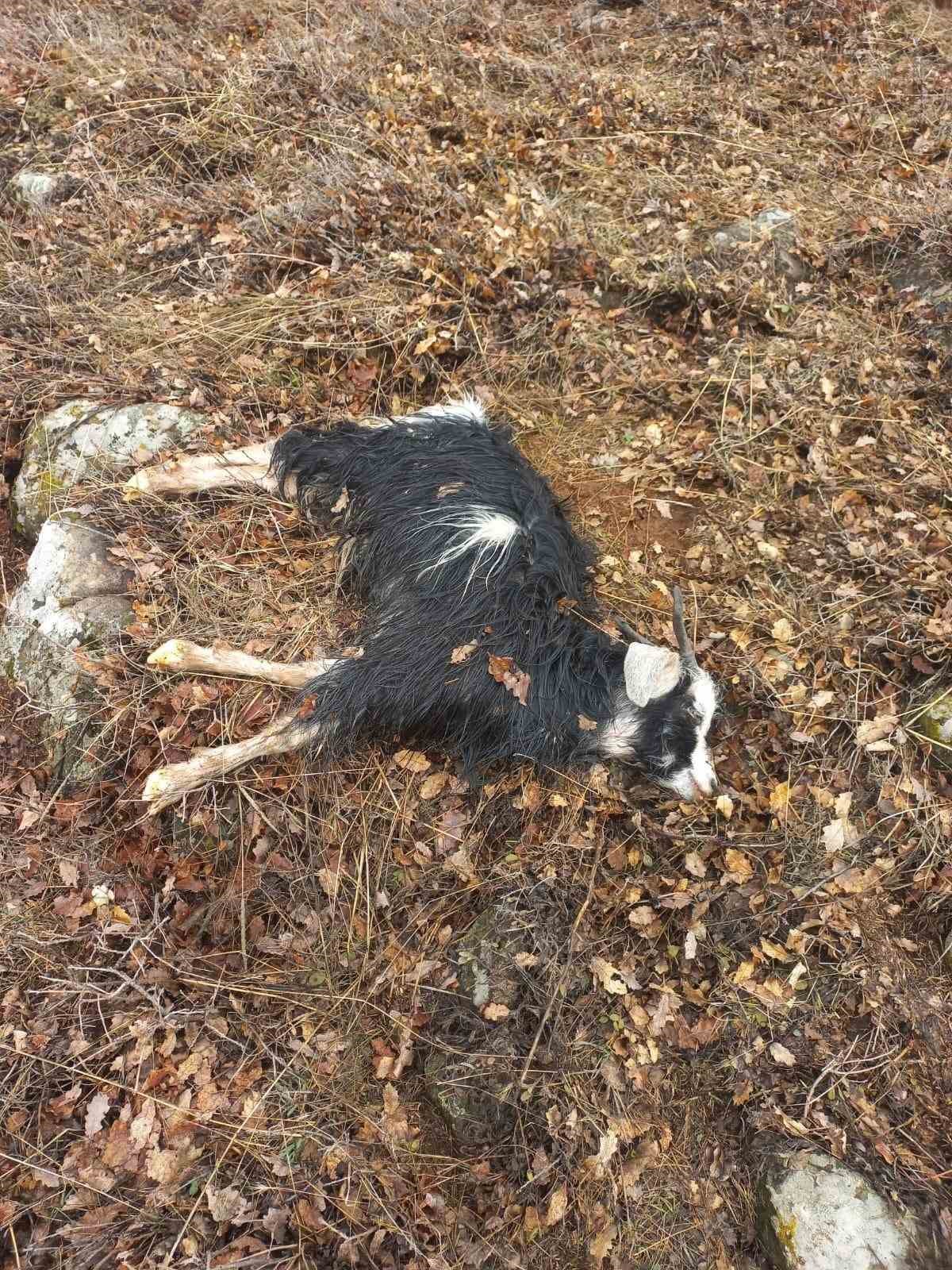 Ağıldan kaçan küçükbaş hayvanları kurtlar parçaladı
