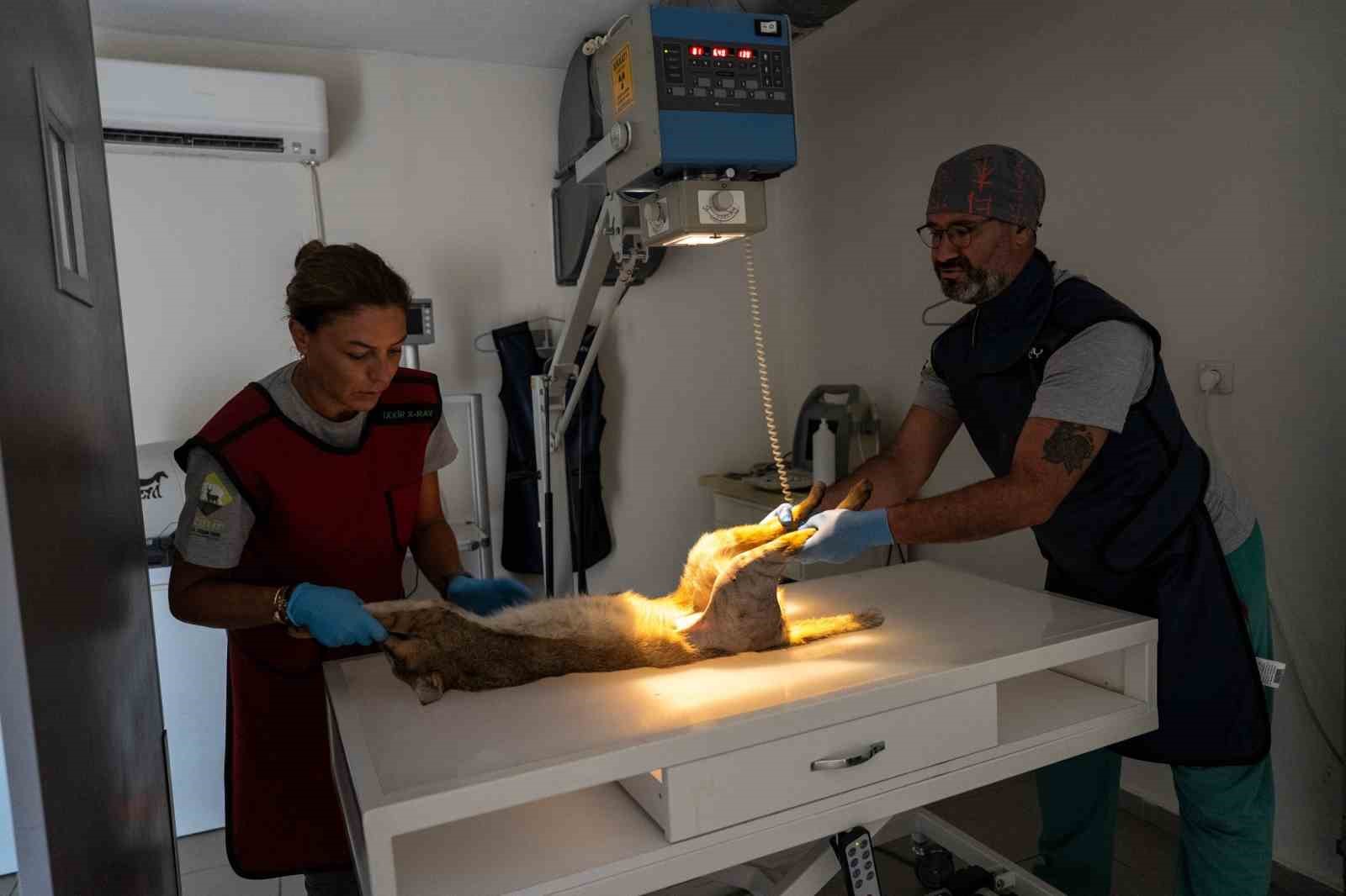 Ağır yaralı bulunan saz kedisi, sağlıklı şekilde doğaya salındı
Ağır yaralı bulunan saz kedisi, sağlıklı şekilde doğaya salındı