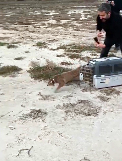 Ağır yaralı bulunan saz kedisi, sağlıklı şekilde doğaya salındı
Ağır yaralı bulunan saz kedisi, sağlıklı şekilde doğaya salındı