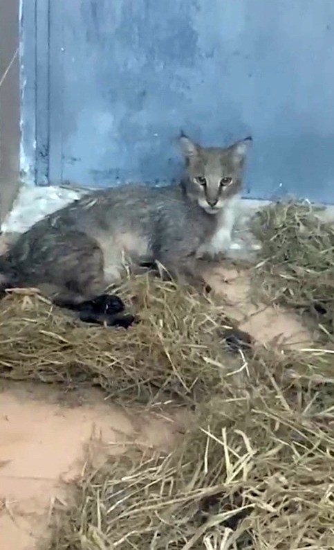 Ağır yaralı bulunan saz kedisi, sağlıklı şekilde doğaya salındı
Ağır yaralı bulunan saz kedisi, sağlıklı şekilde doğaya salındı