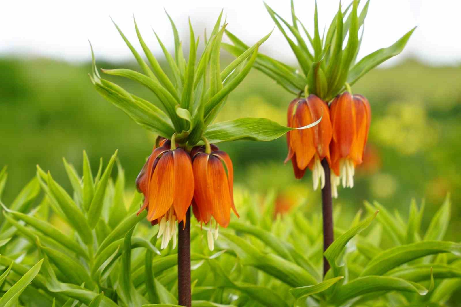 Ağlayan gelinler 5 yıl sonra baharı karşıladı
