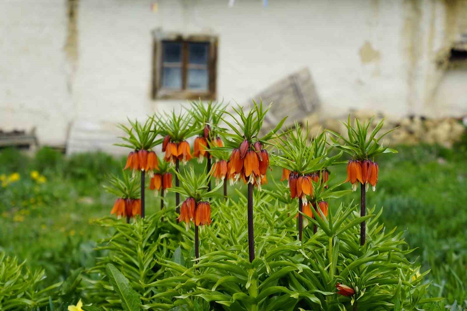 Ağlayan gelinler 5 yıl sonra baharı karşıladı
